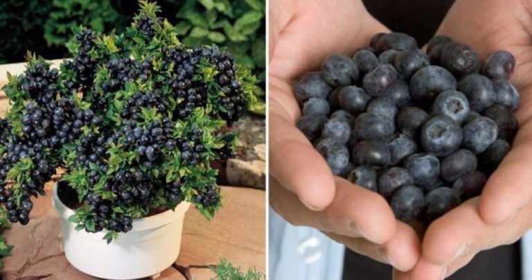 How To Grow An Endless Supply of Blueberries