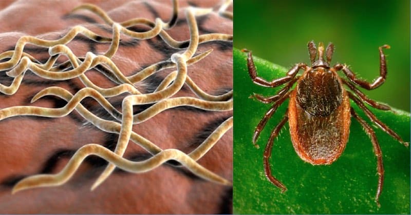 Lyme Disease, Protection And Prevention