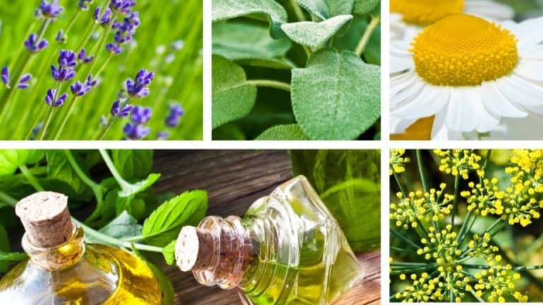 7 Anti-Anxiety Herbs That Can Be More Effective Than Medication