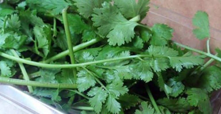 Cilantro can Remove 80% of Heavy Metals from the Body within 42 Days. Here is What You Need to Do