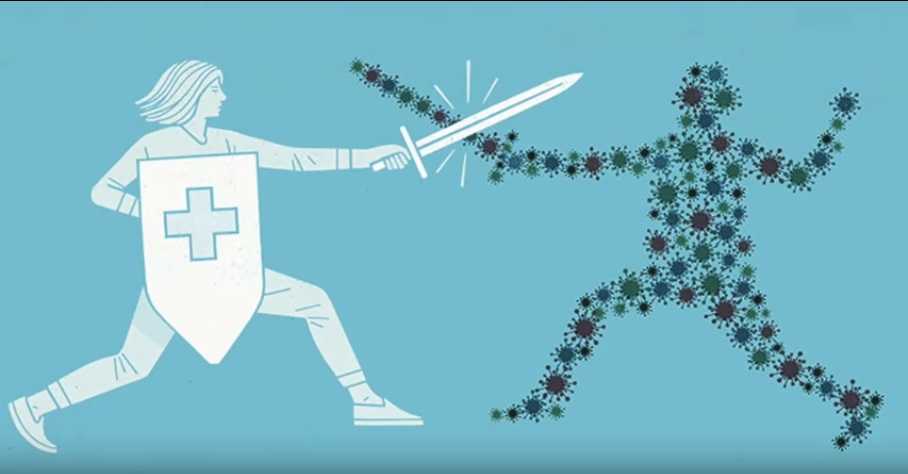 immune system fights a virus