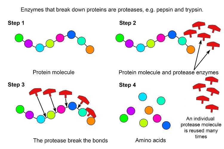 proteolytic enzymes breaking down protein