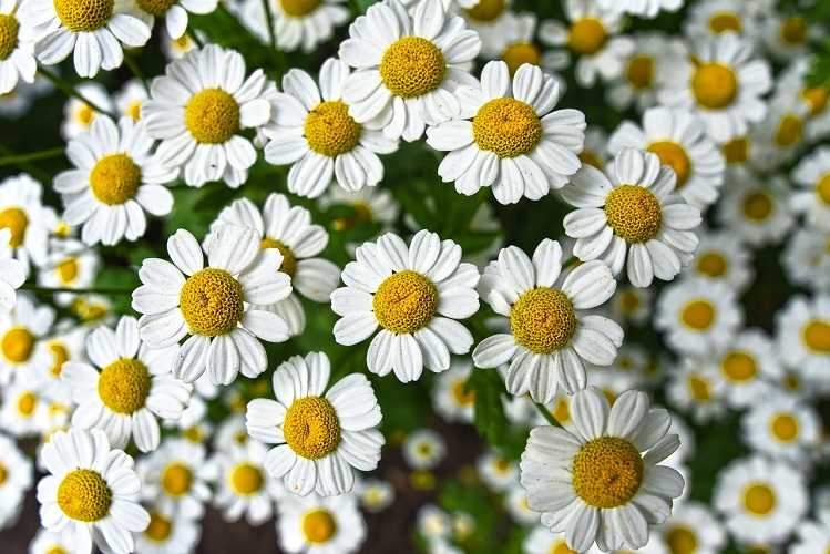Why Use Chamomile for Depression and Anxiety [Research]
