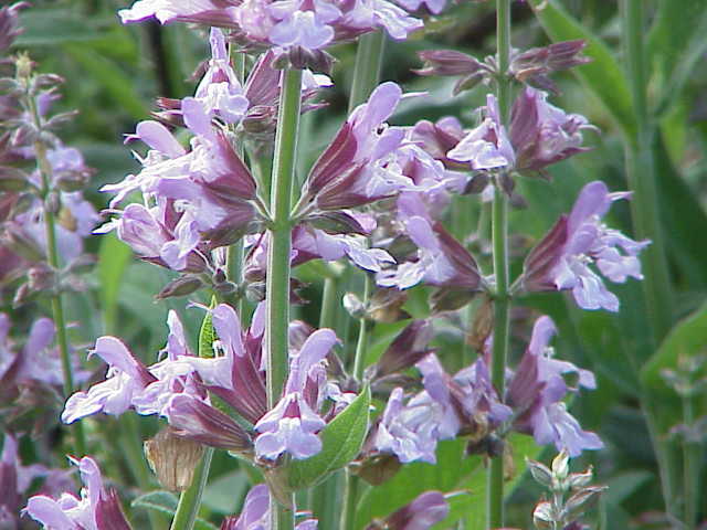 Flowers of Salvia officinalis