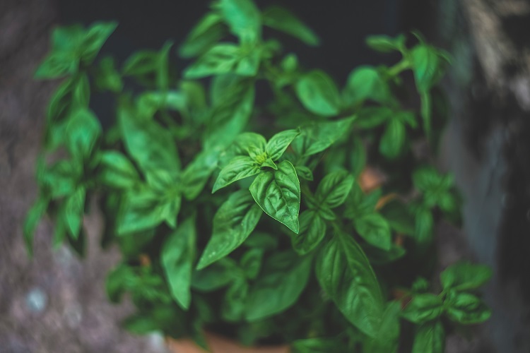 8 Healthy Herbs That Relieve Stress Backed by Science