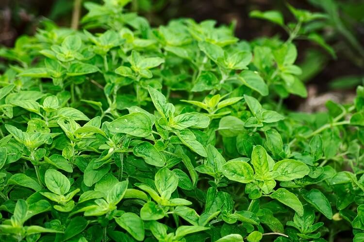 7 Powerful Herbs For Respiratory Infection Natural Treatment