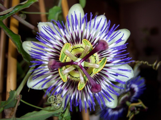 Image of Passionflower