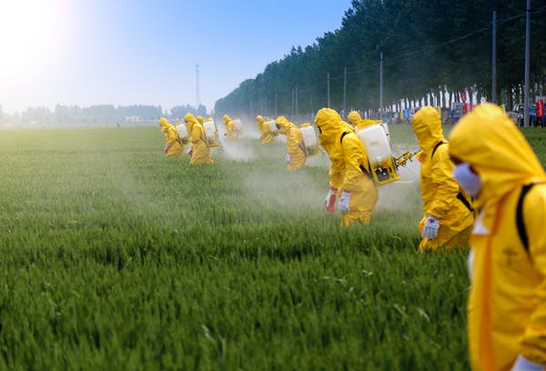 group of people spraying pesticides in a field