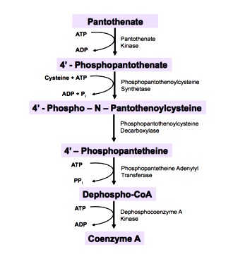 The conversion of pantothenic acid to CoA