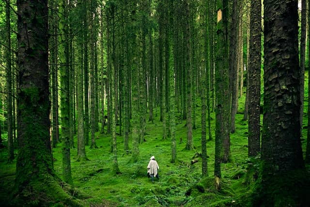 A person standing in the middle of a forest
