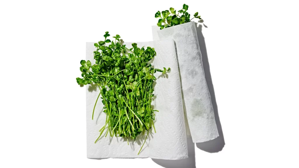 Herbs wrapped in a paper towel