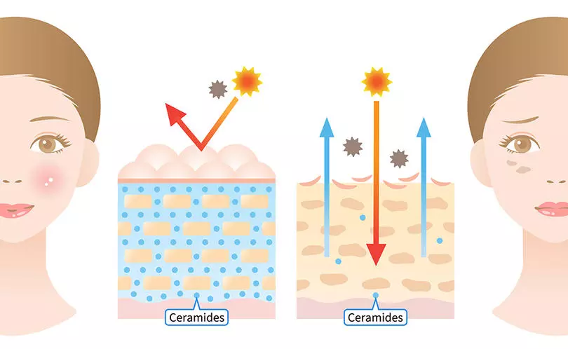 Illustration of a skin with ceramides and a skin without.
