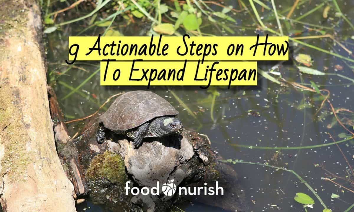 How to Expand Lifespan featured image