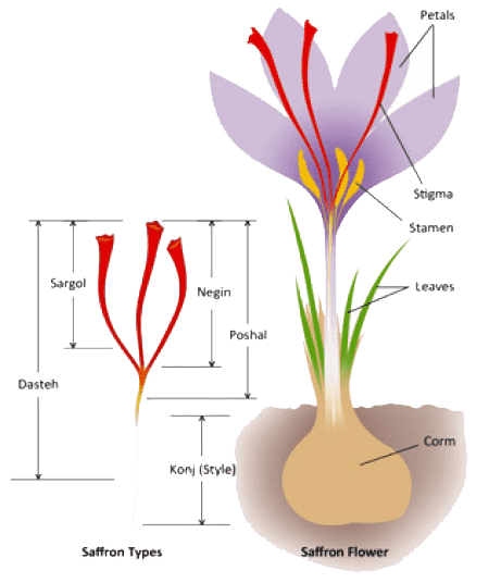 Anatomy of Saffron flower and Saffron Stigmas
